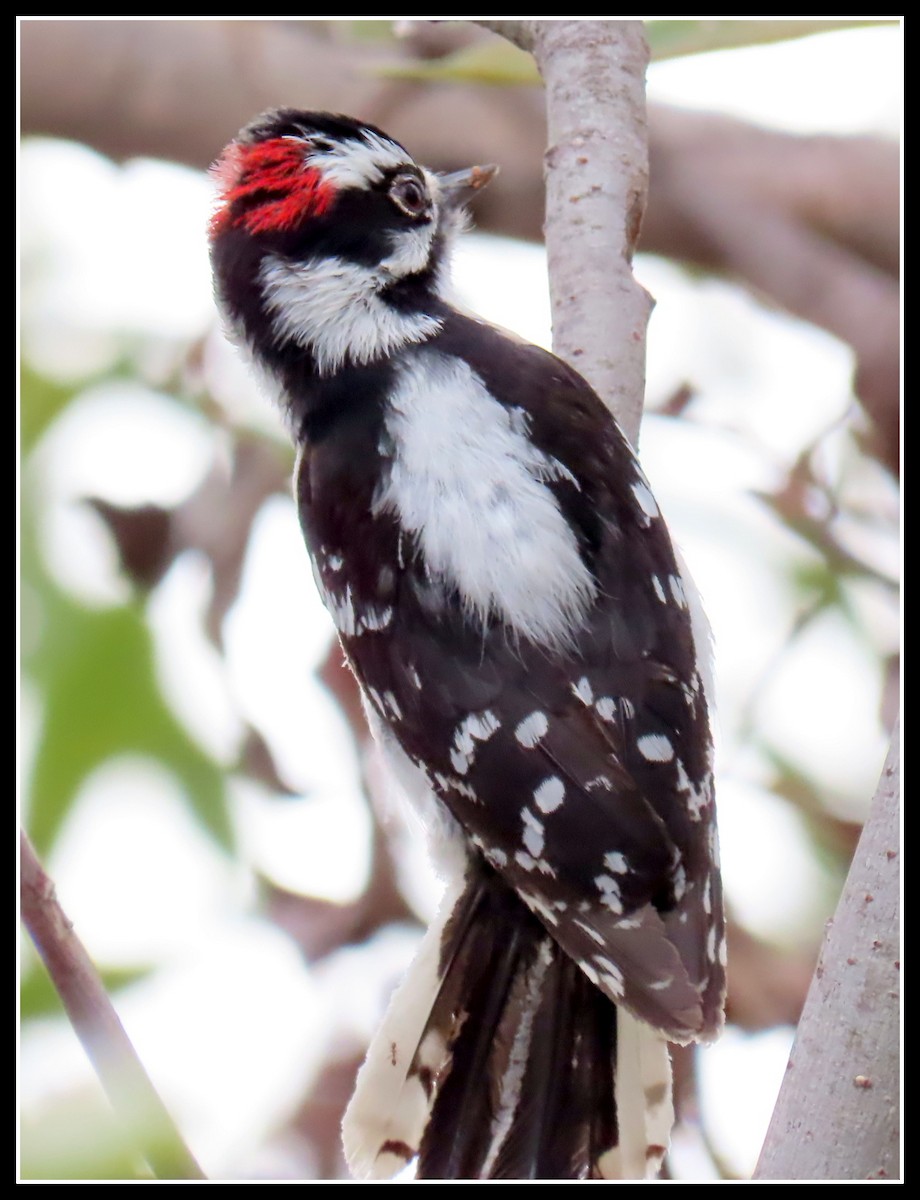 Downy Woodpecker - ML200390381