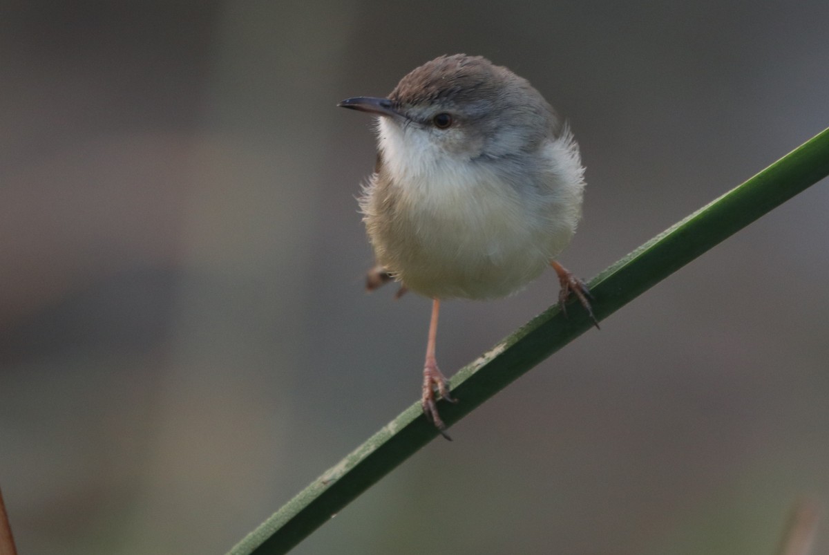Gray-breasted Prinia - Bhaarat Vyas