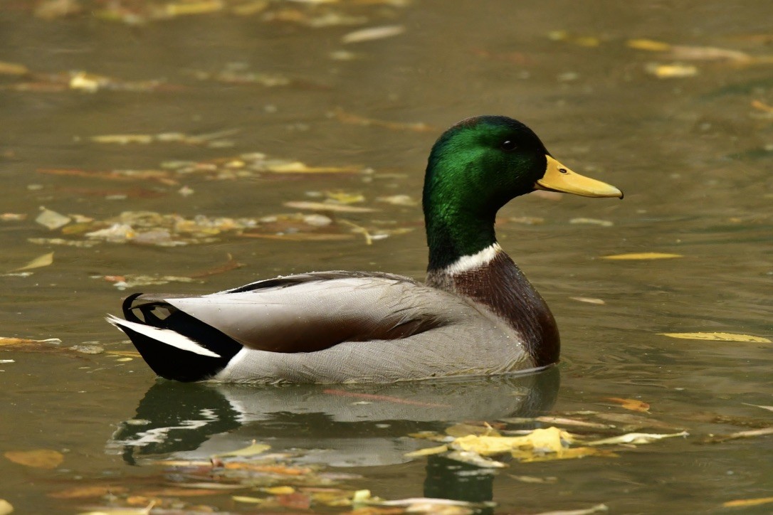 Mallard - Julia Flesaker