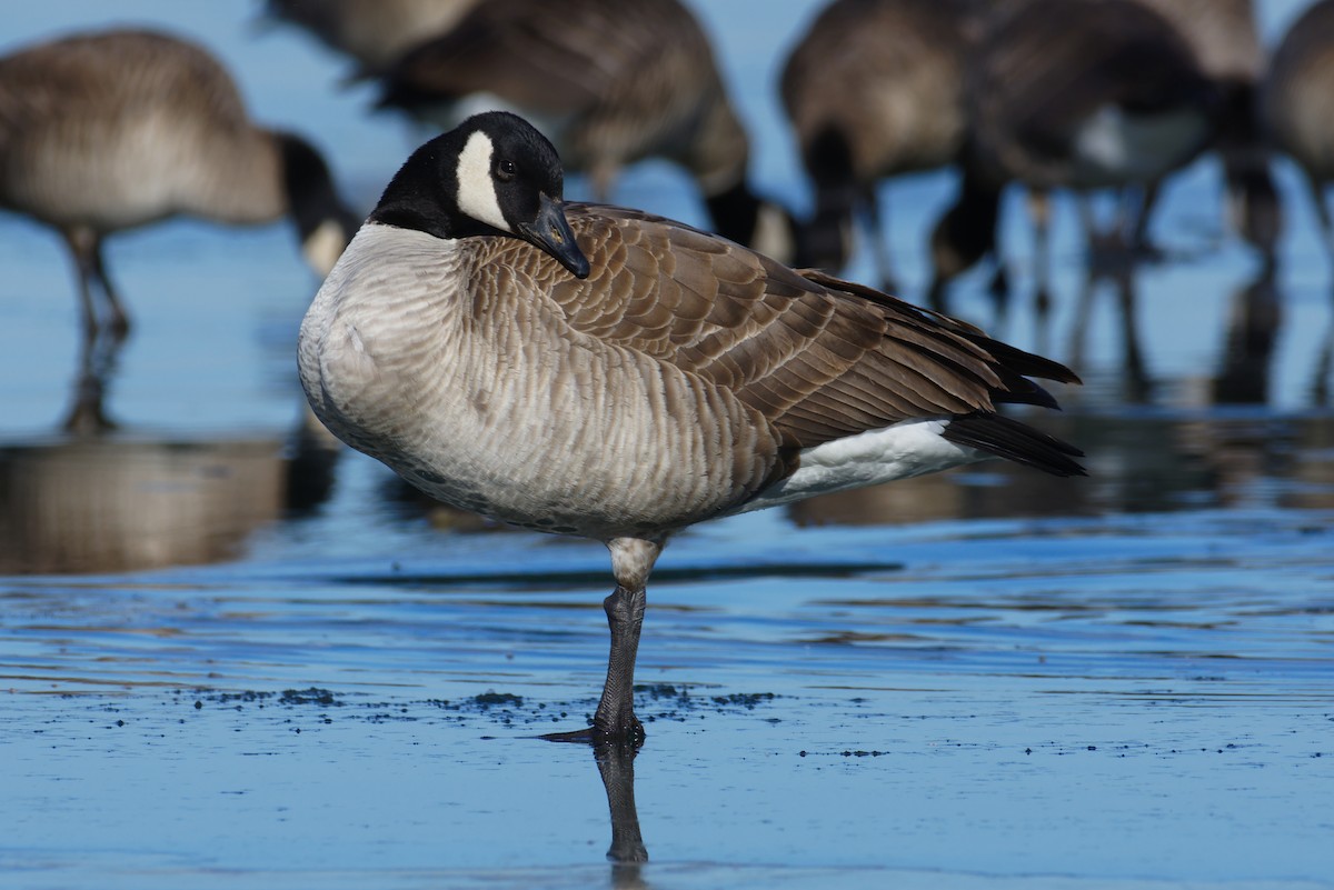 Cackling Goose - Richard Trinkner