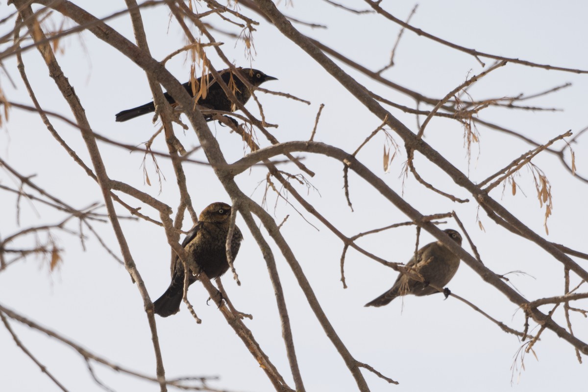 Rusty Blackbird - ML200391201