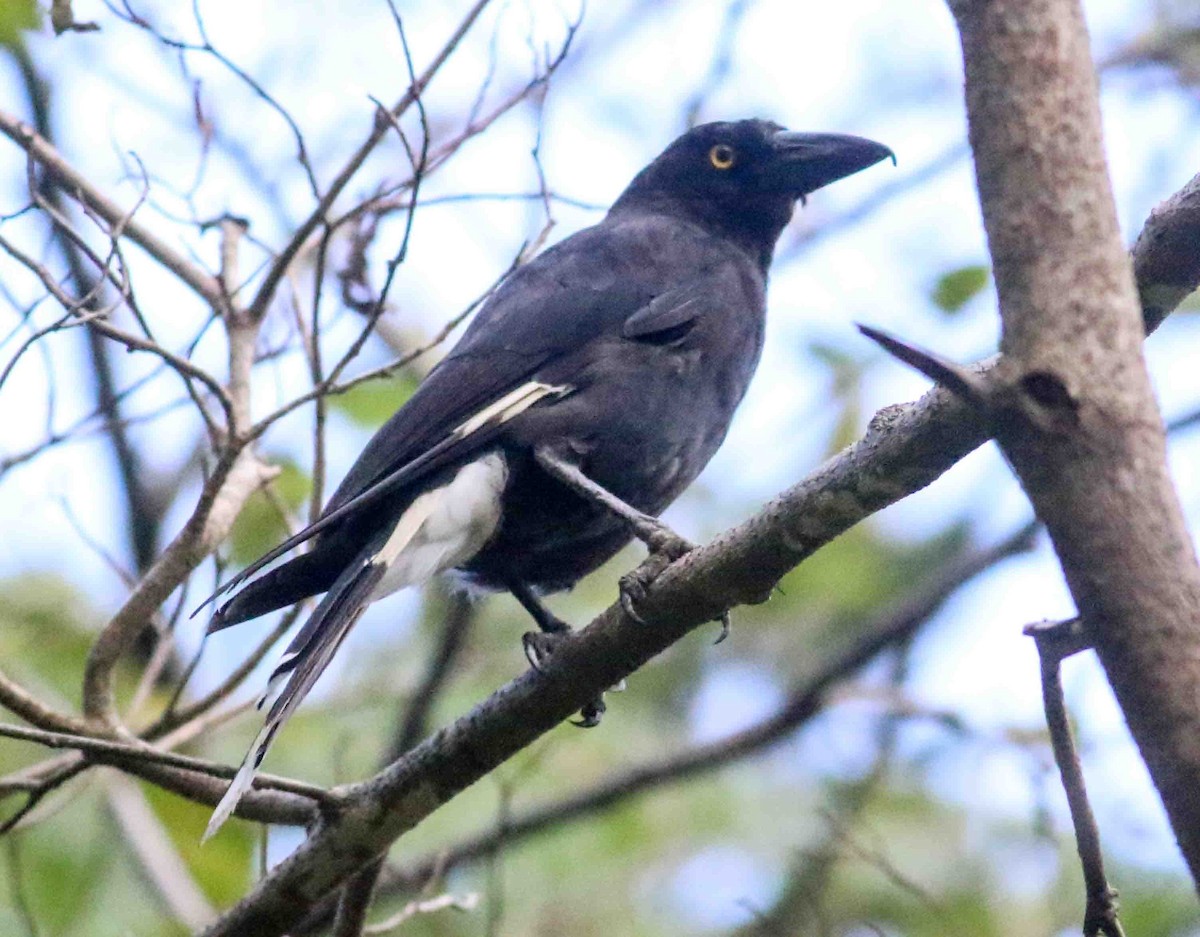 Pied Currawong - ML200392641