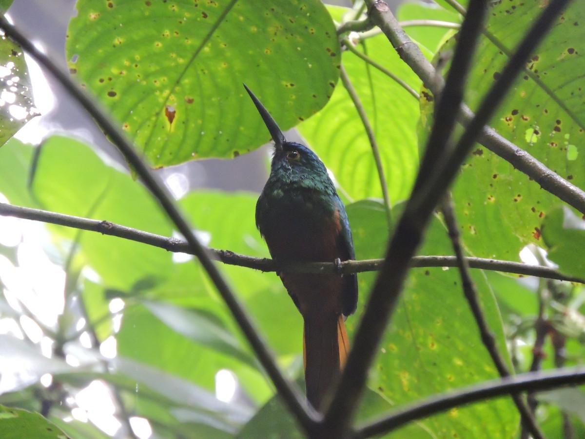 Coppery-chested Jacamar - ML200394741
