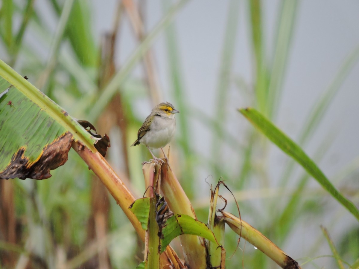 Yellow-browed Sparrow - ML200395151