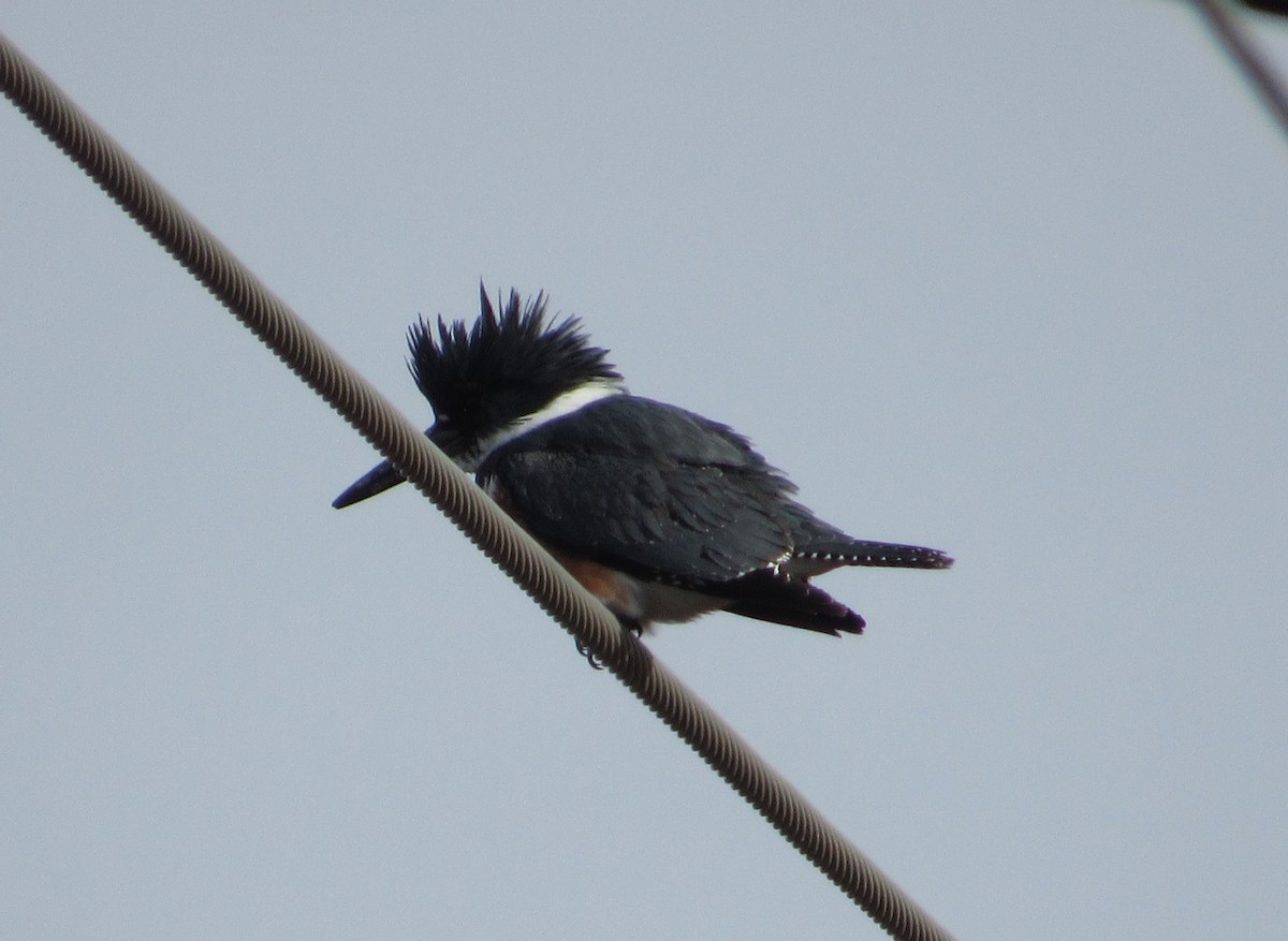 Belted Kingfisher - ML200395321