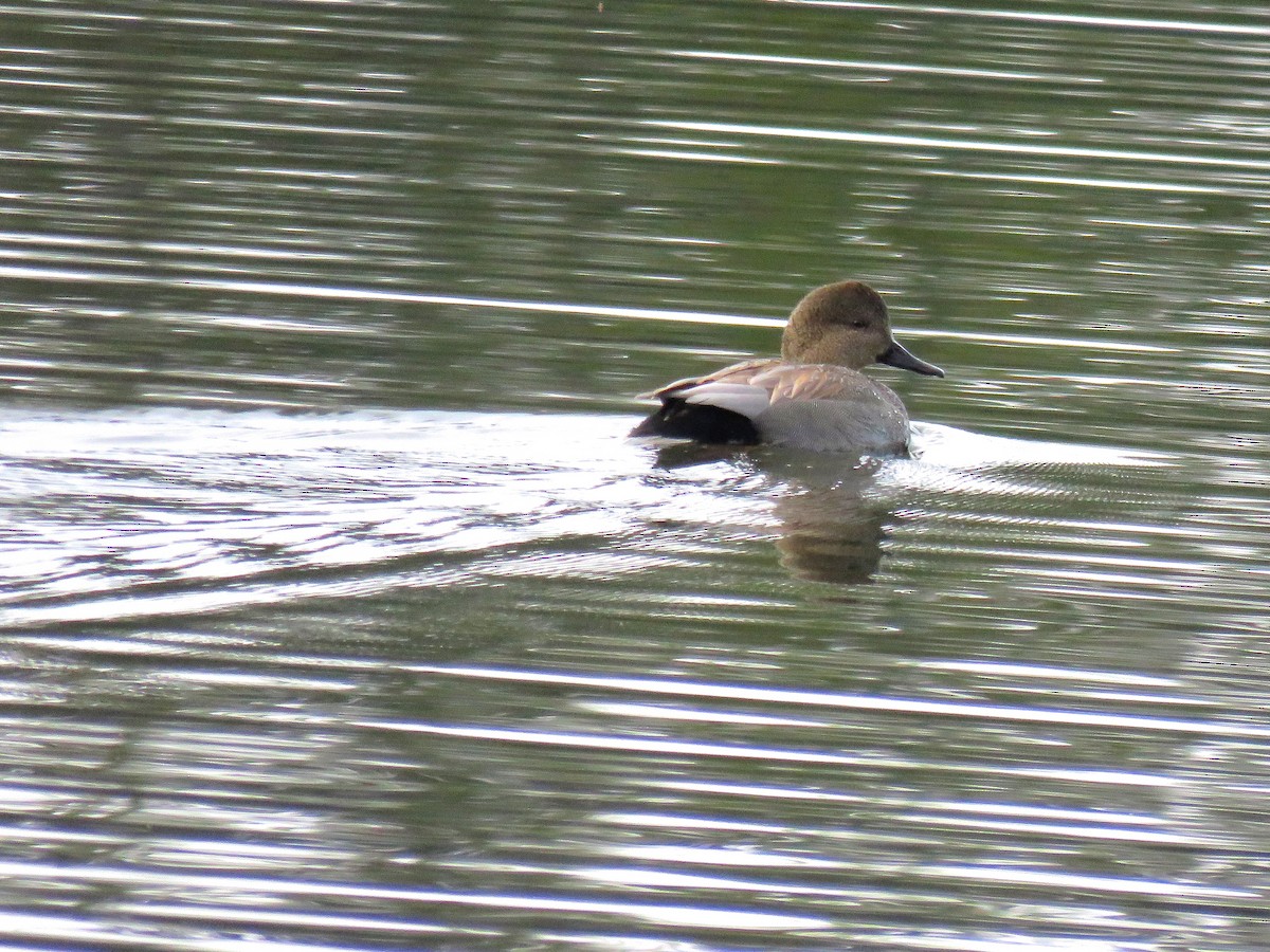 Gadwall - ML200395871