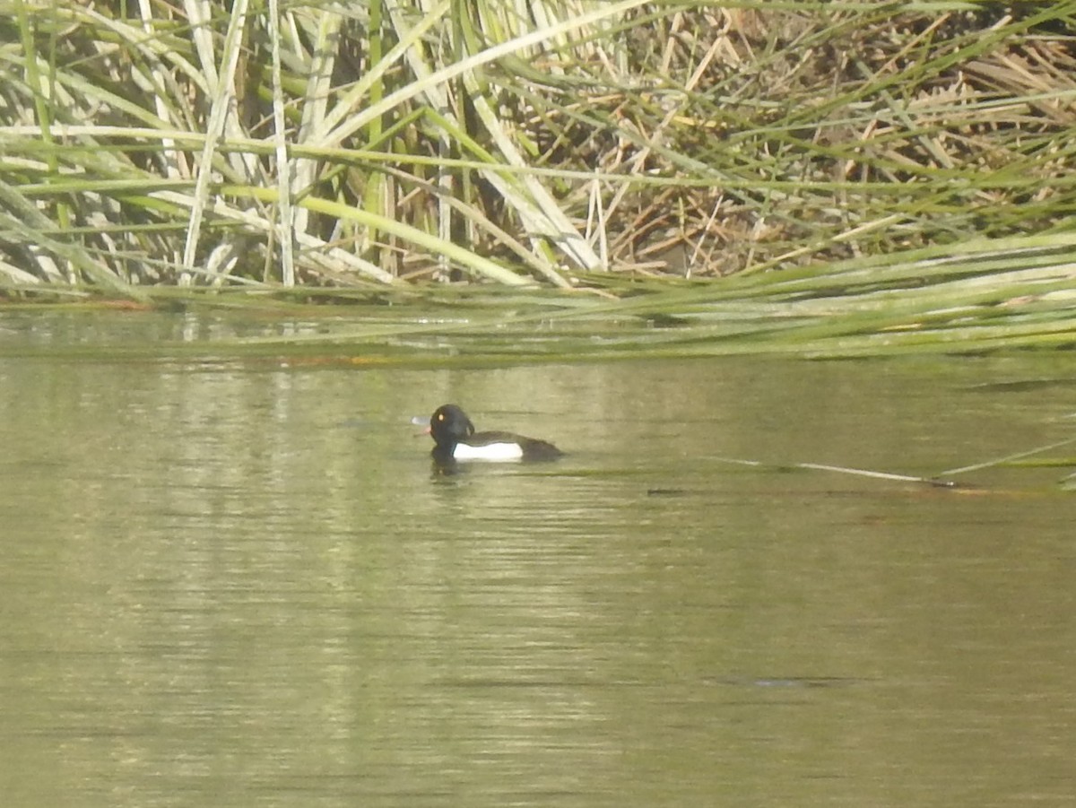 Tufted Duck - ML200396631