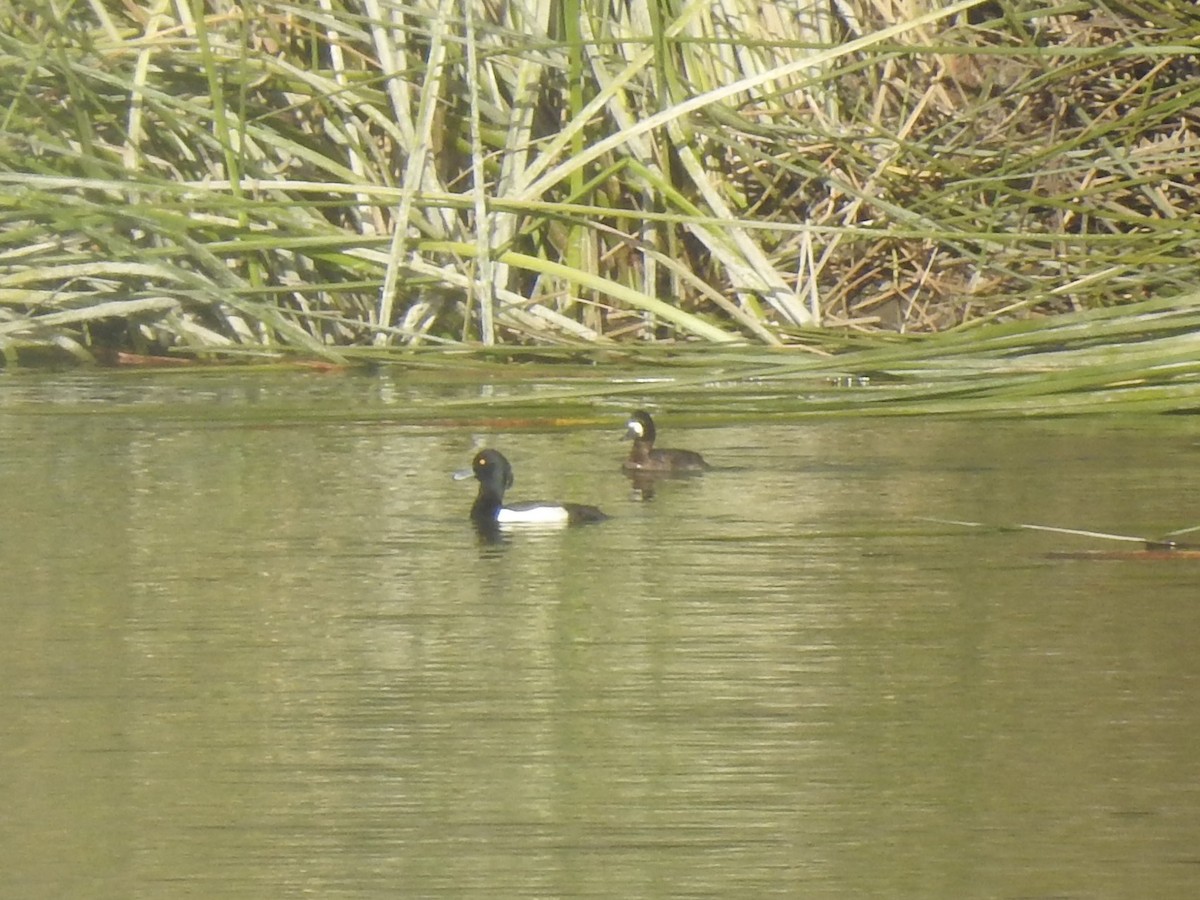 Tufted Duck - ML200396641