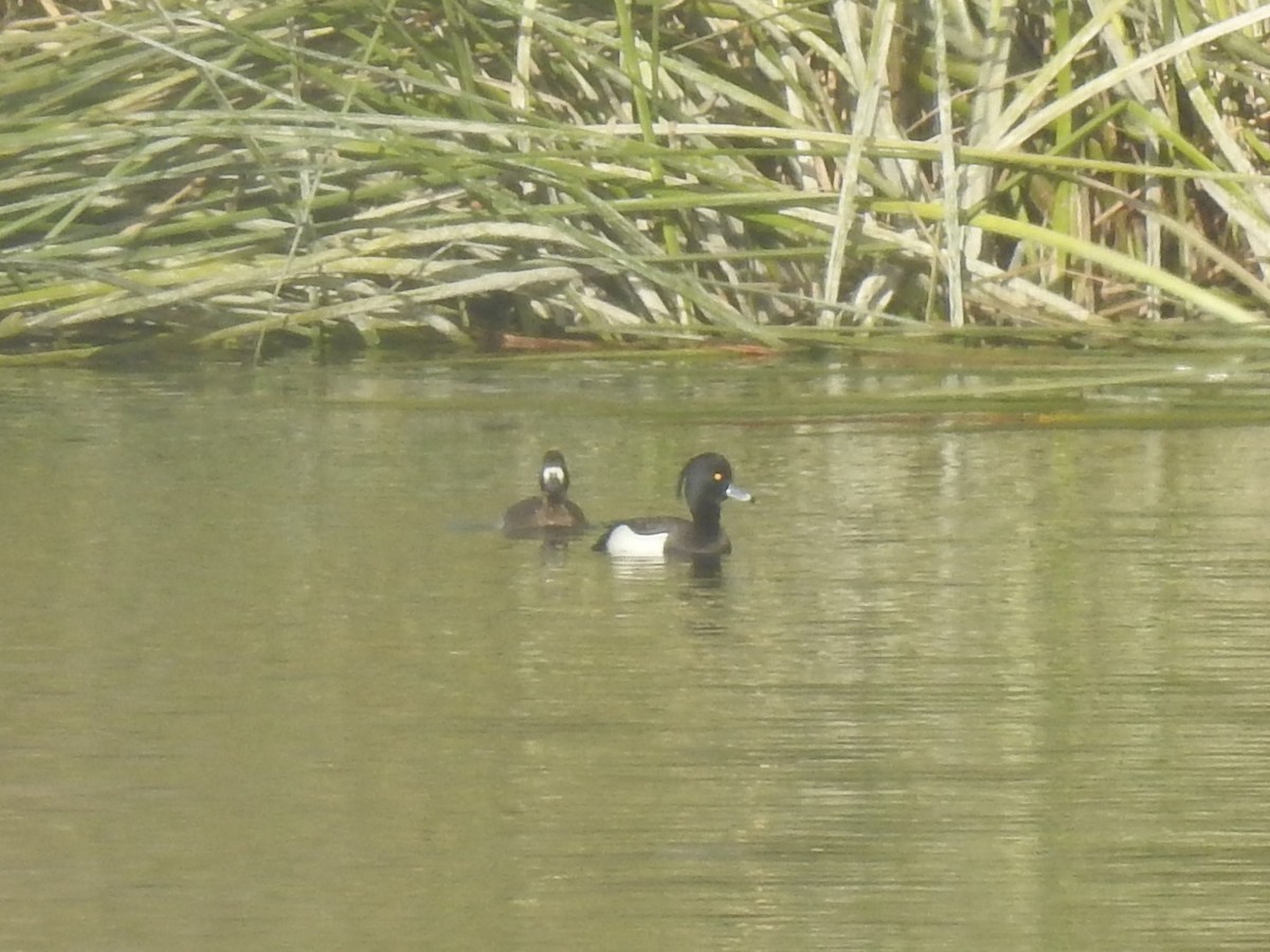 Tufted Duck - ML200396651