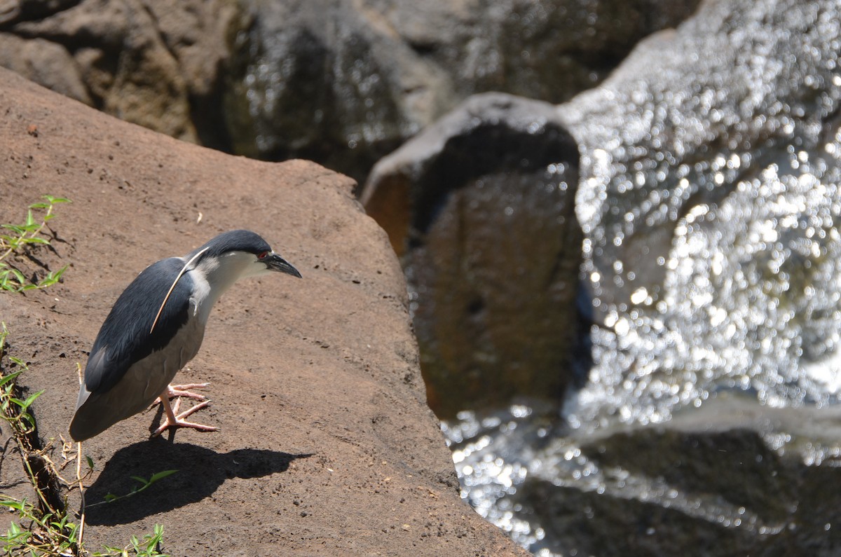 Black-crowned Night Heron - ML200396841