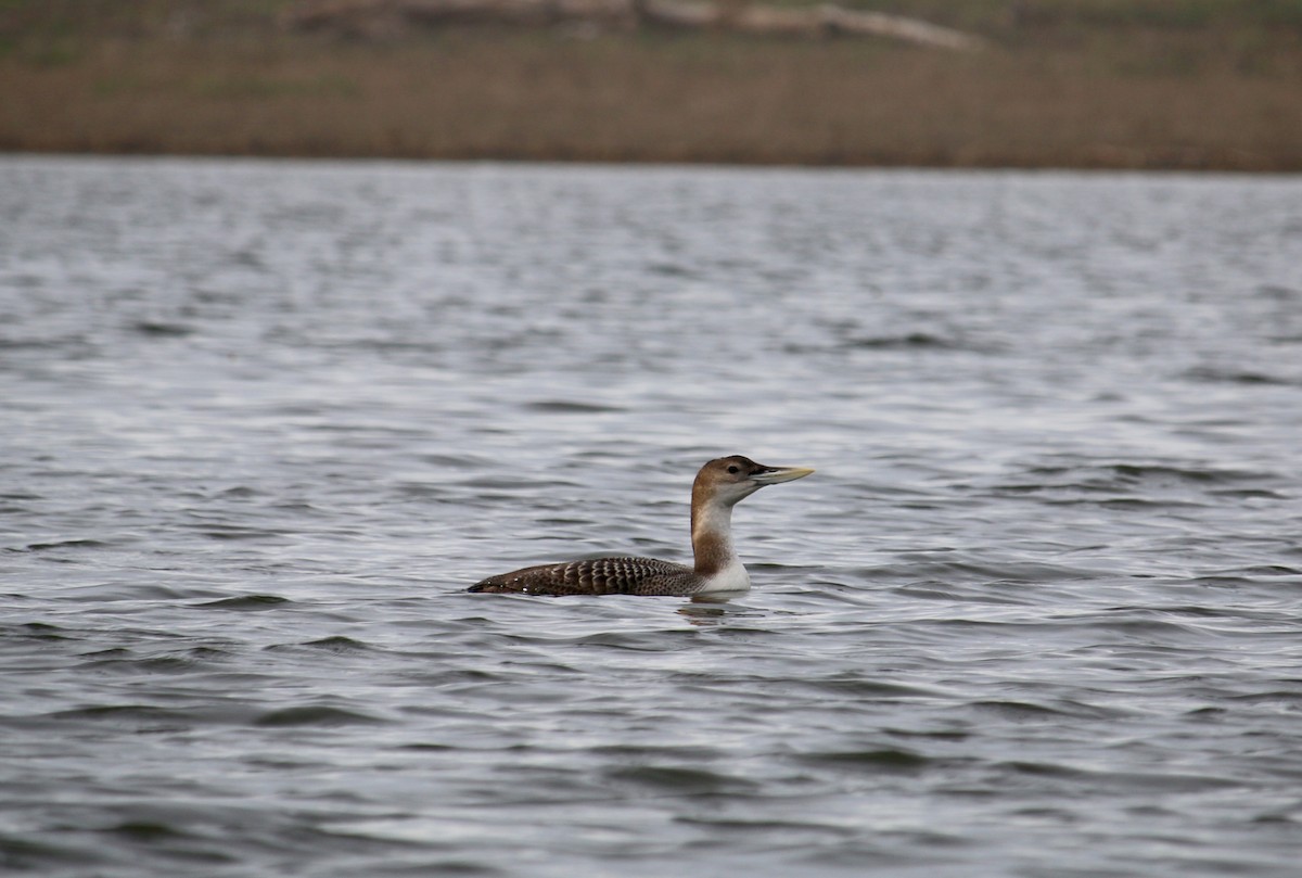 Yellow-billed Loon - Brad Elvert