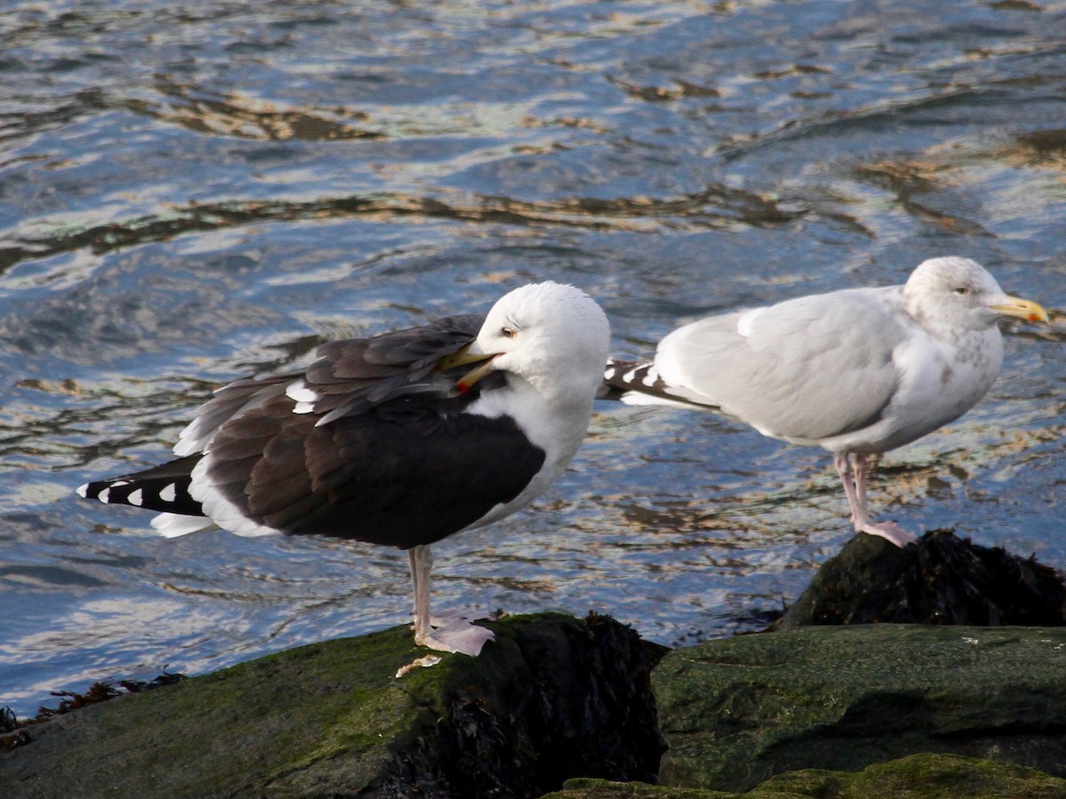 Great Black-backed Gull - ML200398691