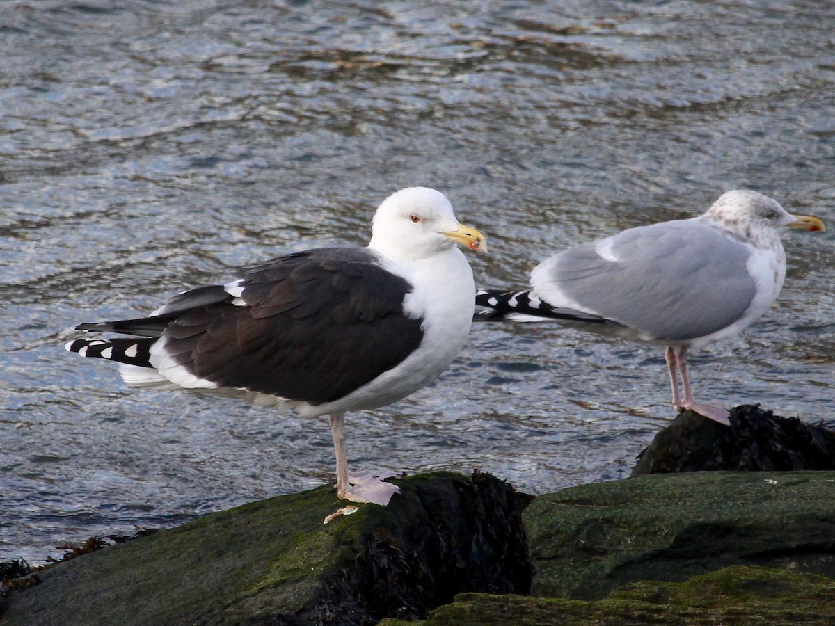 Great Black-backed Gull - ML200398701