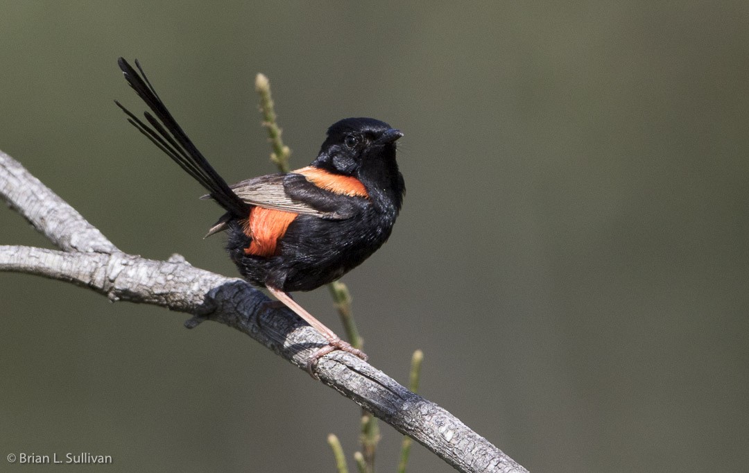 Red-backed Fairywren - ML20039941