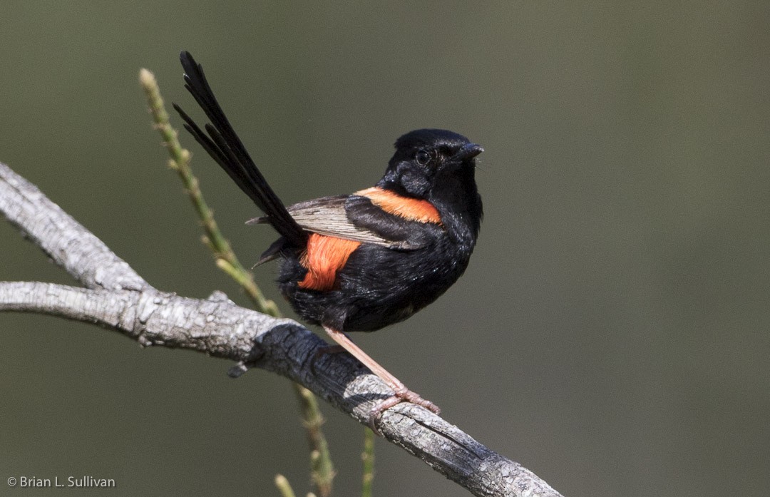 Red-backed Fairywren - ML20039951