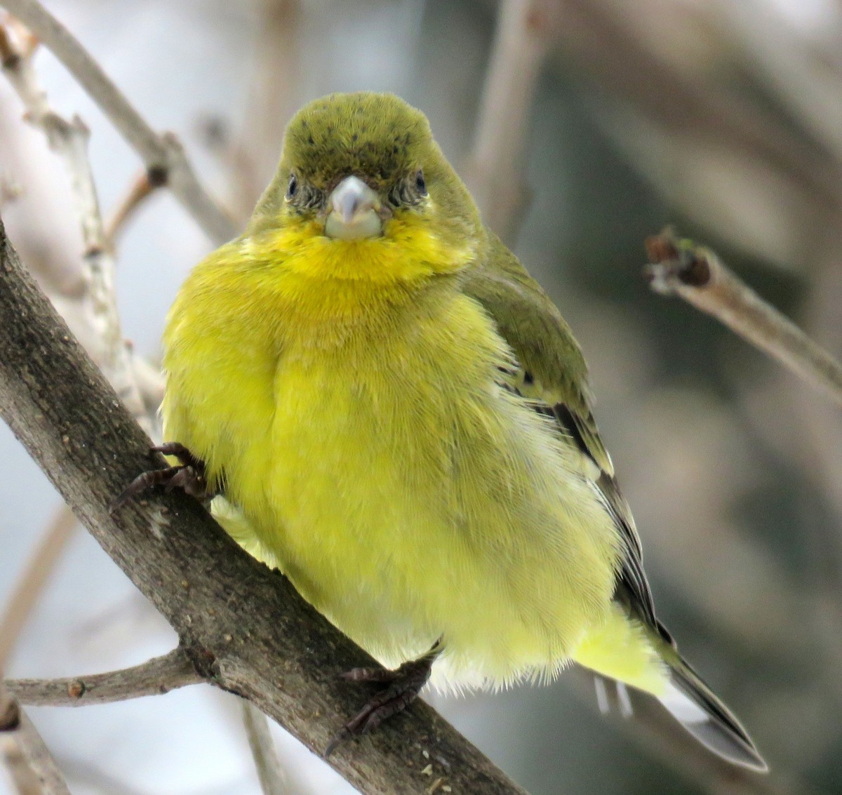 Lesser Goldfinch - Kelley Shelton