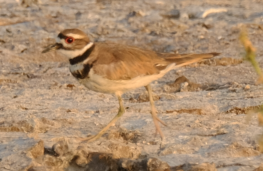 Killdeer - ML200400551