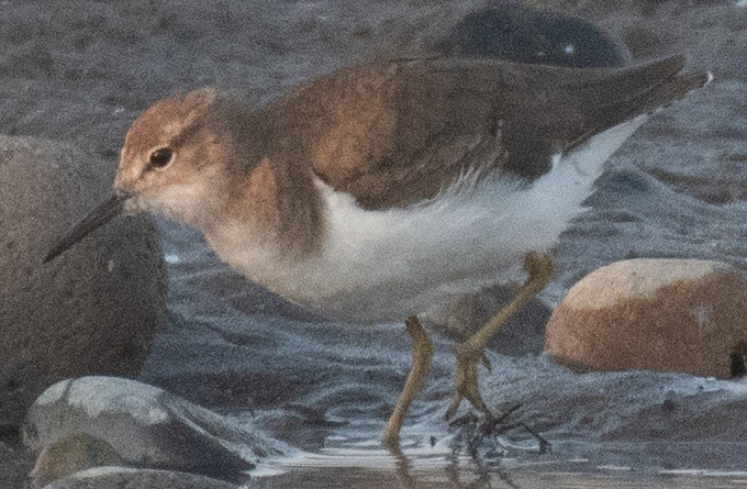 Spotted Sandpiper - ML200400691