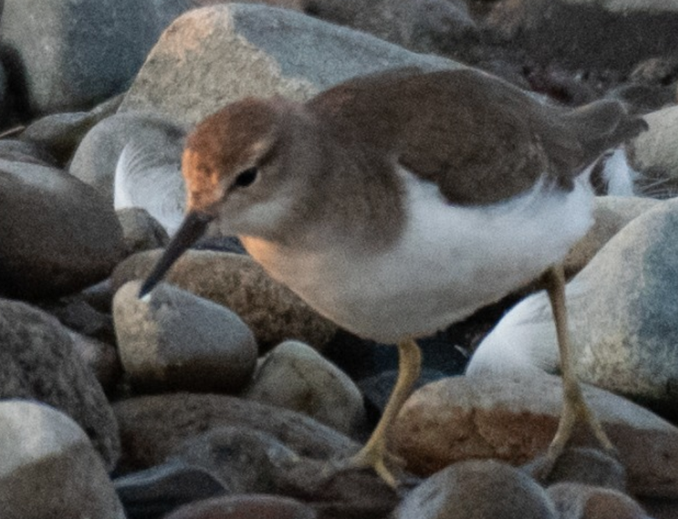Spotted Sandpiper - Nelson Palma