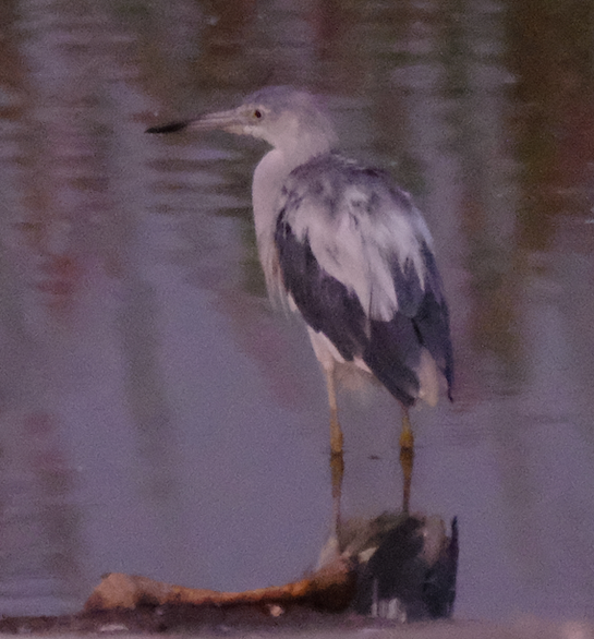 Garceta Azul - ML200401091