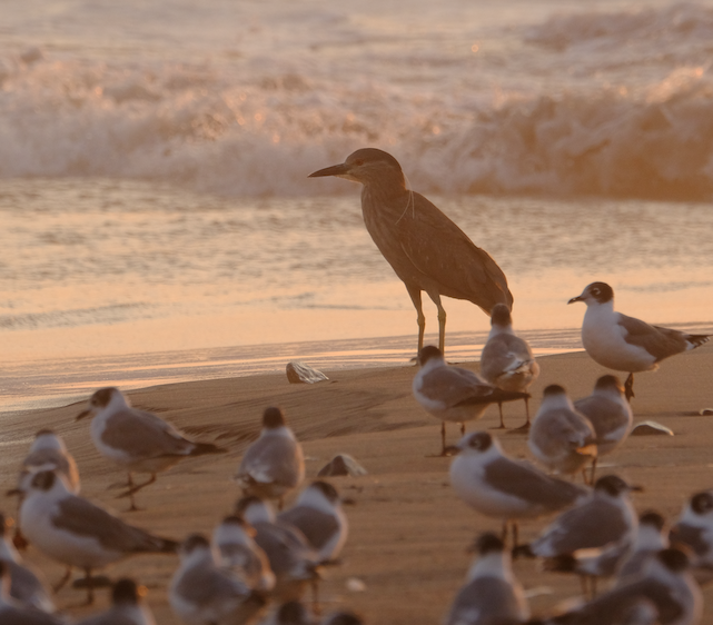 Black-crowned Night Heron - Nelson Palma