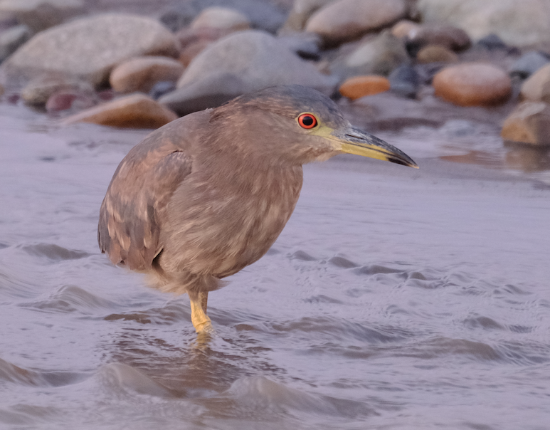 Black-crowned Night Heron - ML200401151