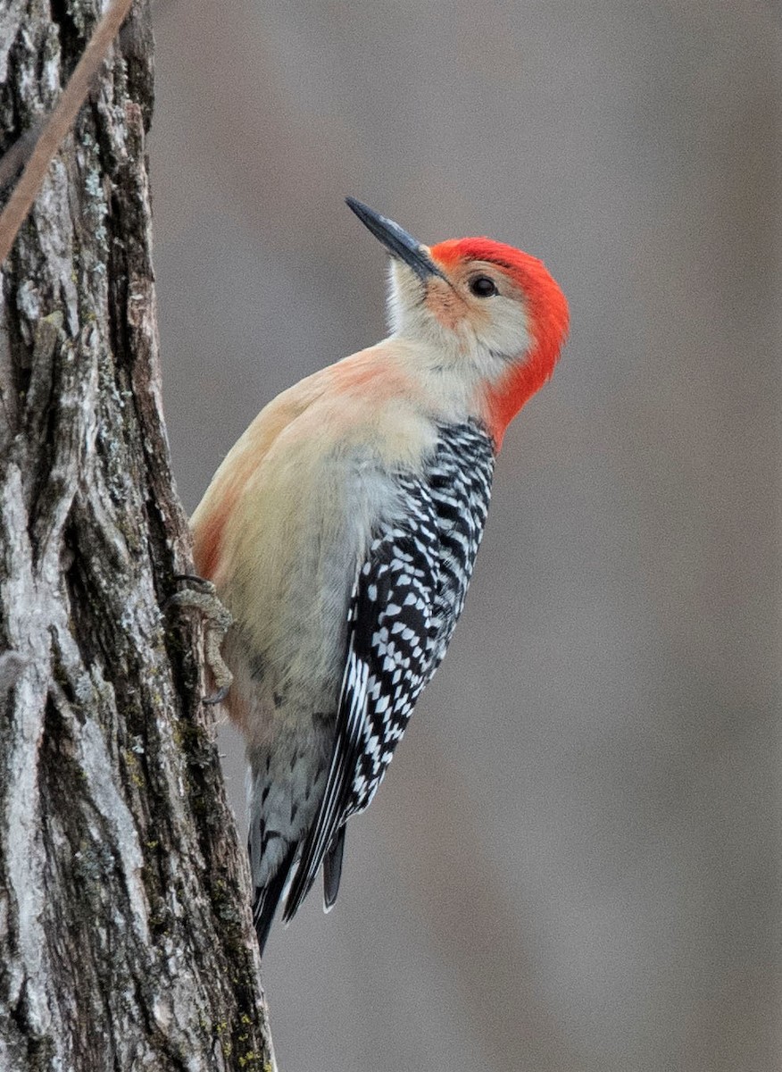 Red-bellied Woodpecker - Estela Quintero-Weldon