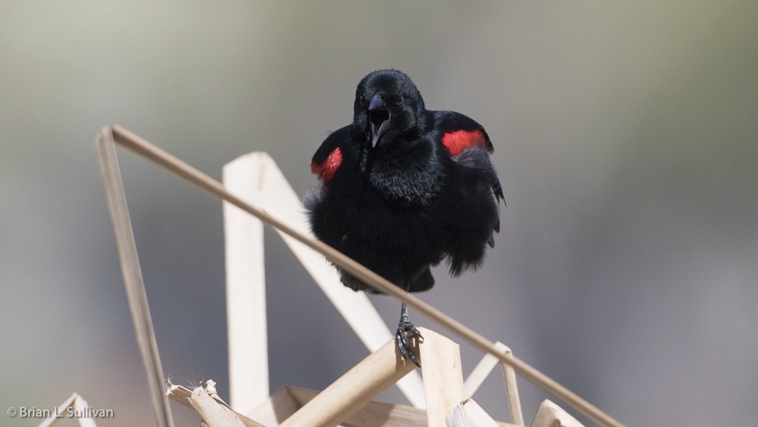Red-winged Blackbird (California Bicolored) - ML20040261