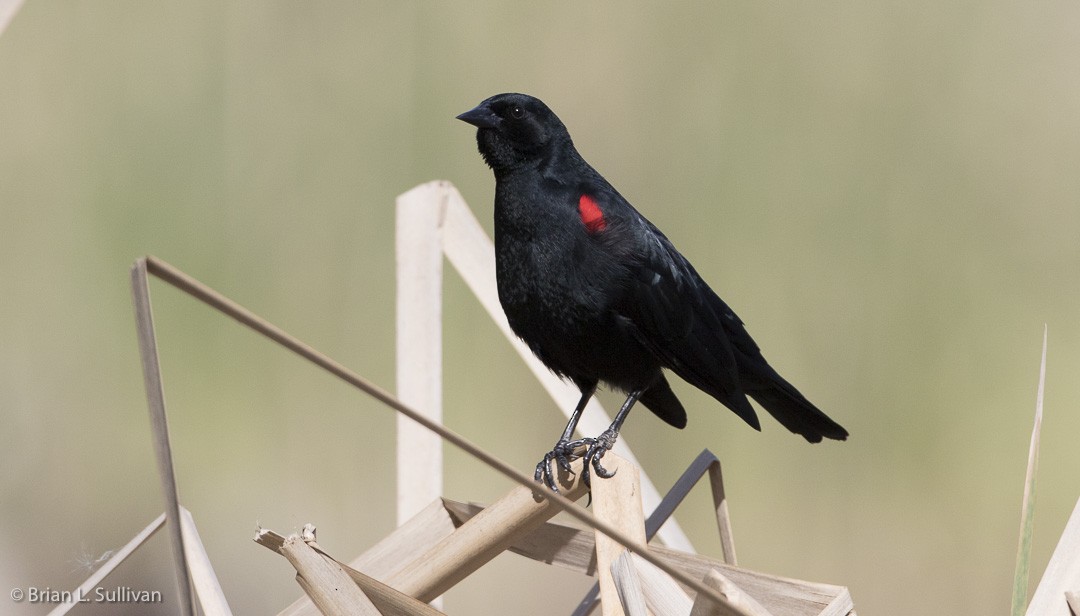 Red-winged Blackbird (California Bicolored) - Brian Sullivan