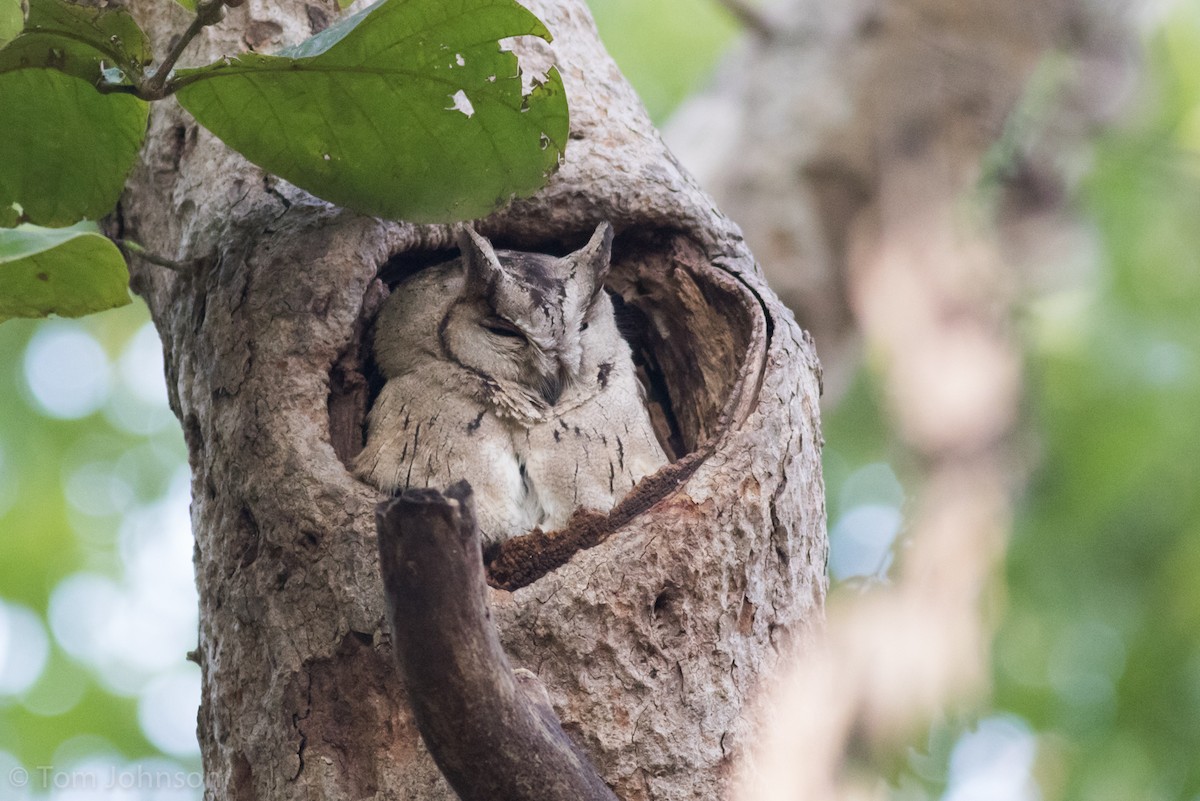 Indian Scops-Owl - ML200403391