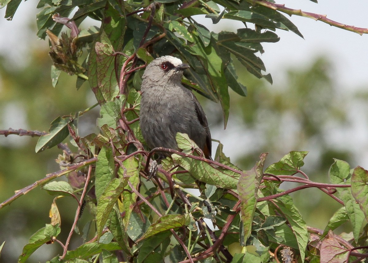 Abyssinian Catbird - ML200404011