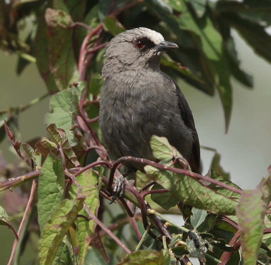 Abyssinian Catbird - ML200404081