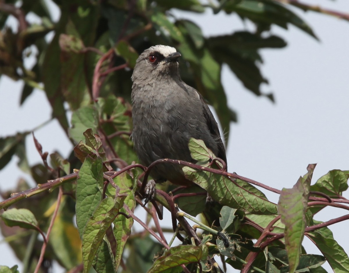 Abyssinian Catbird - Pam Rasmussen