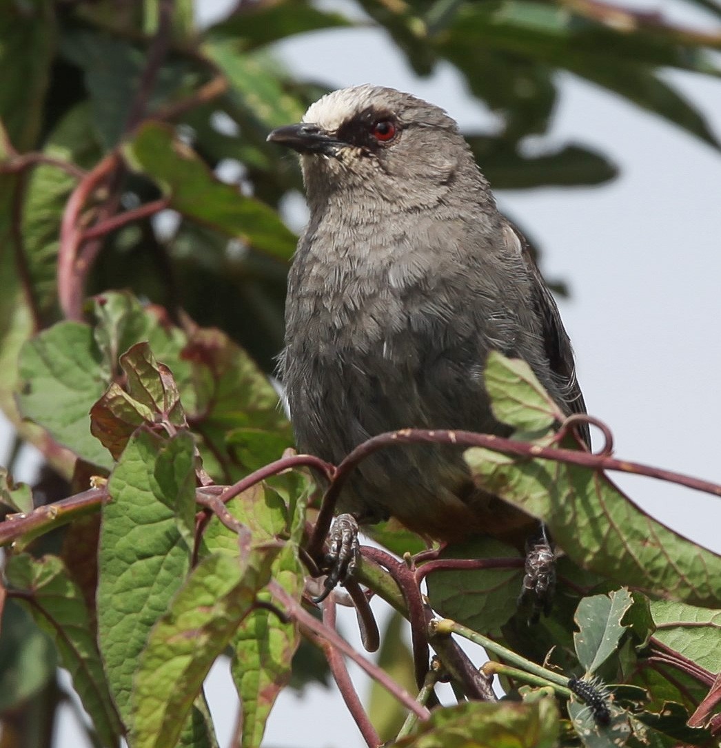 Abyssinian Catbird - ML200404371