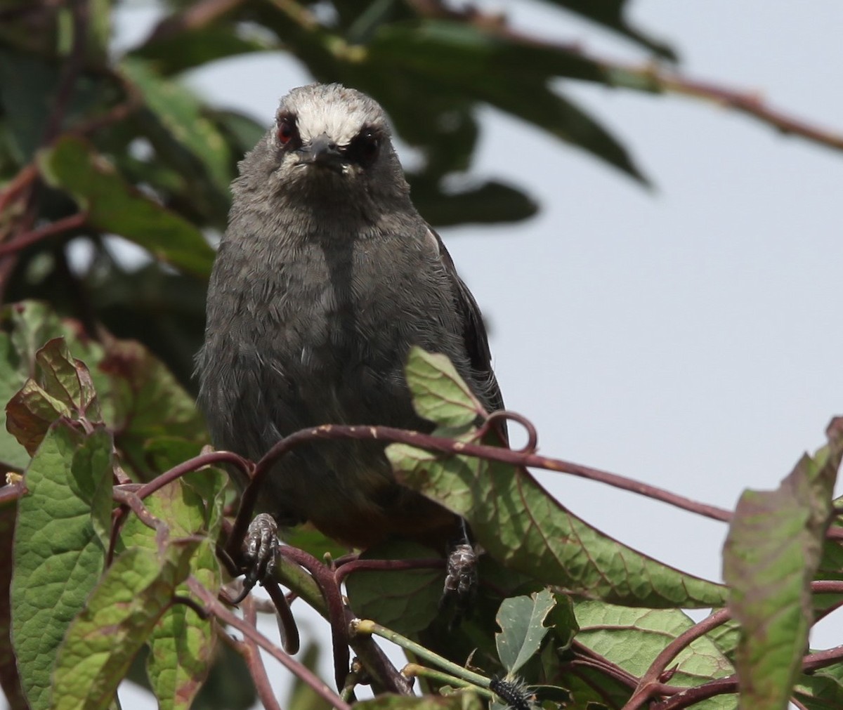 Abyssinian Catbird - ML200404501