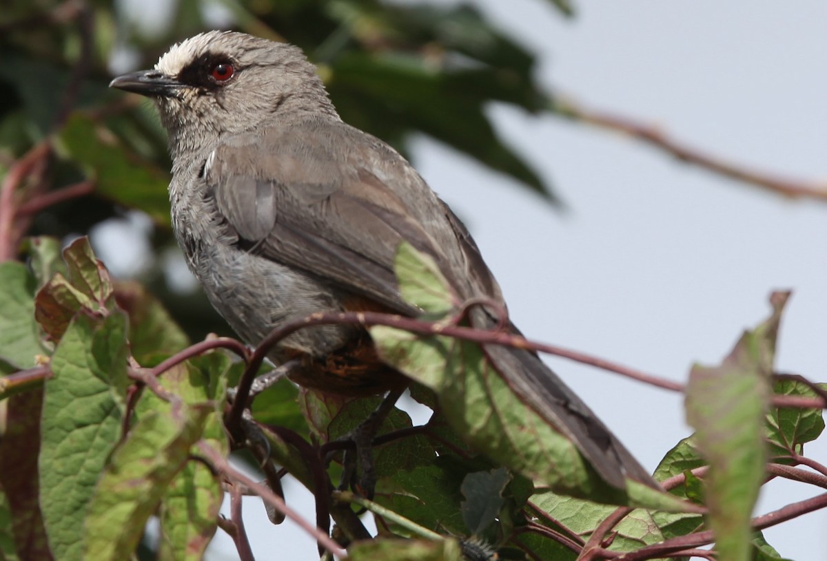 Abyssinian Catbird - ML200404591