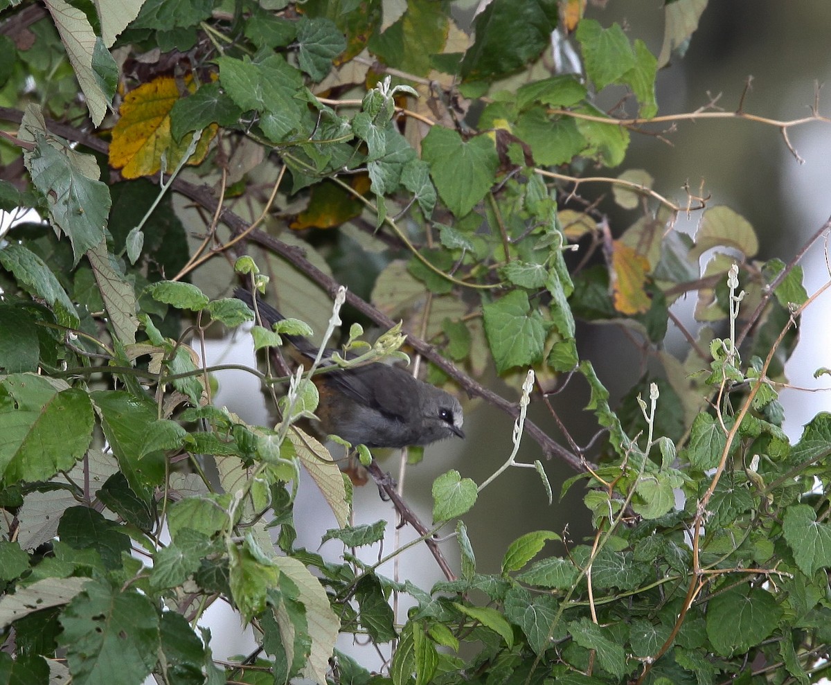 Abyssinian Catbird - ML200404651