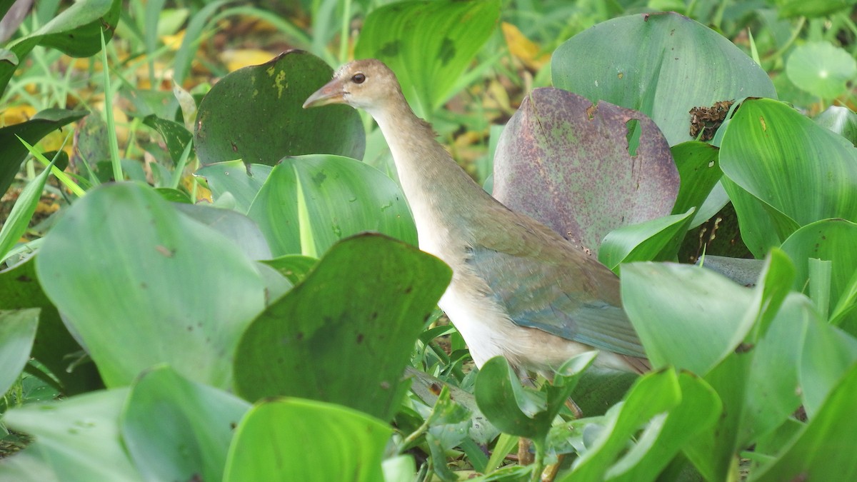 Purple Gallinule - ML200405941