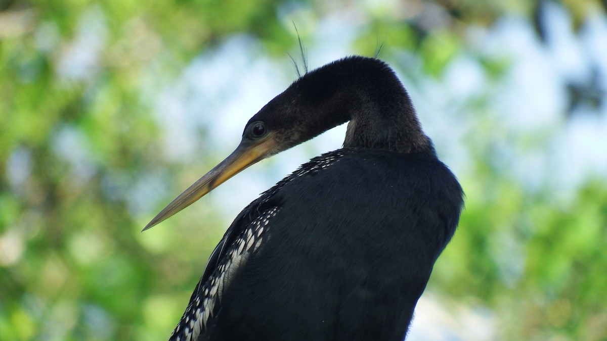 アメリカヘビウ - ML200406191