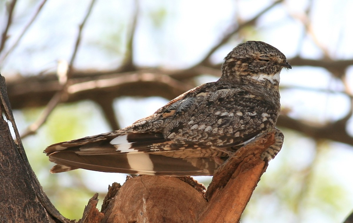 Lesser Nighthawk - ML200409131