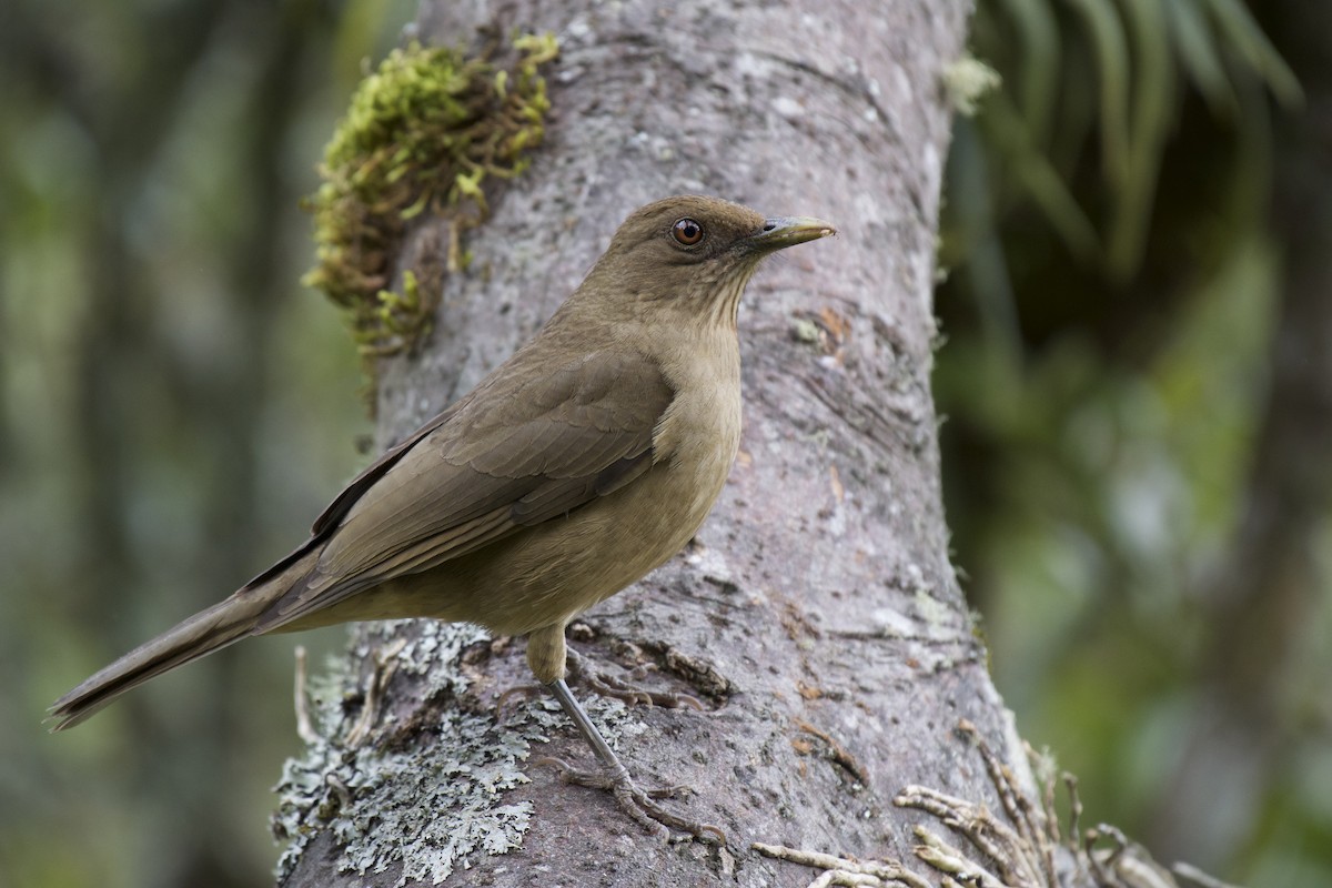 Clay-colored Thrush - Josiah Verbrugge