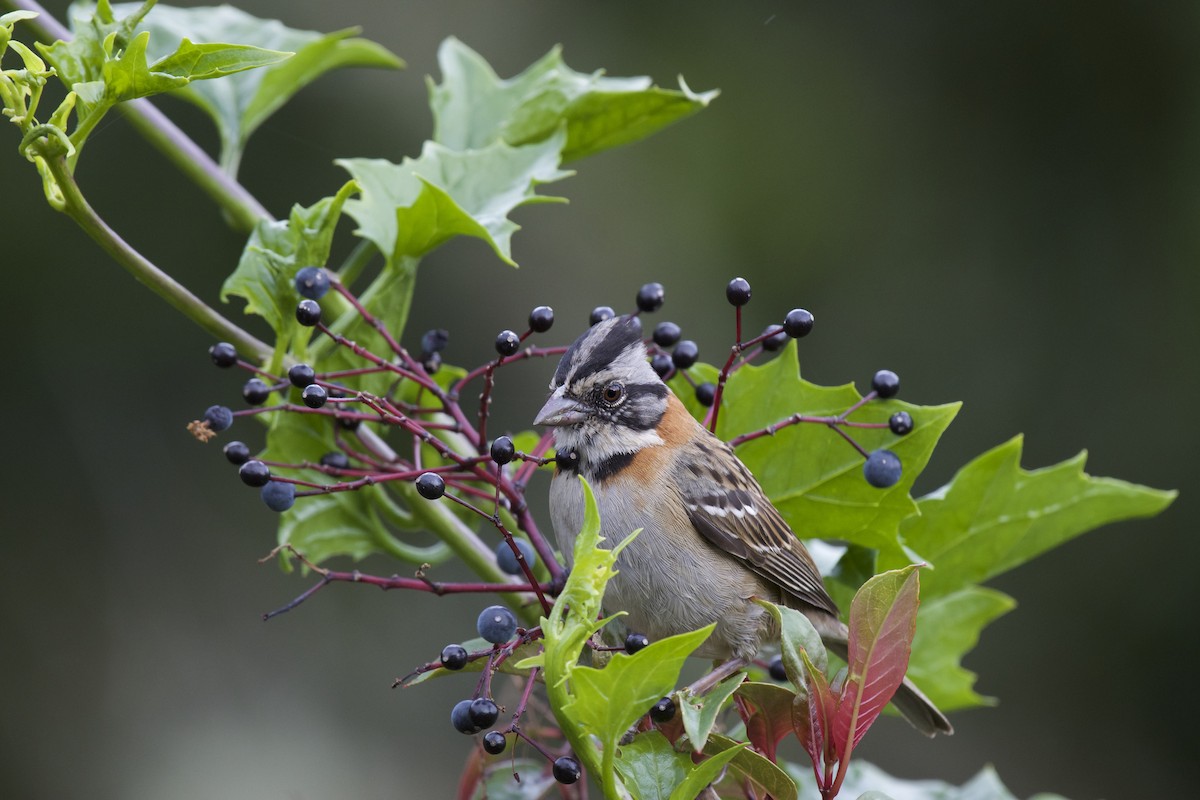 Rufous-collared Sparrow - Josiah Verbrugge