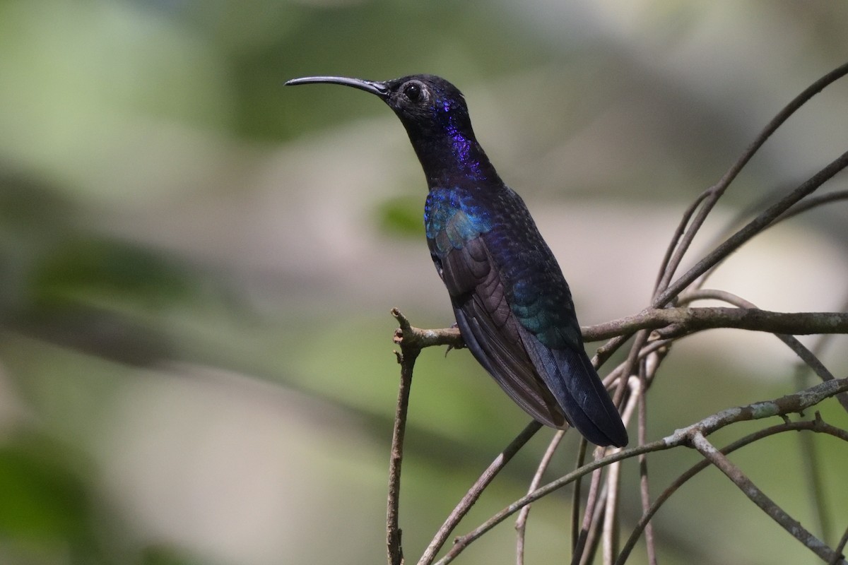 Colibrí Morado - ML200412261