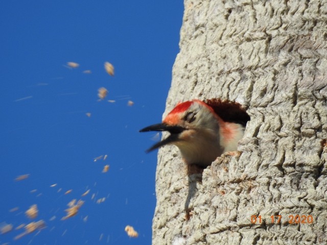 Red-bellied Woodpecker - Dorothy Dunlap