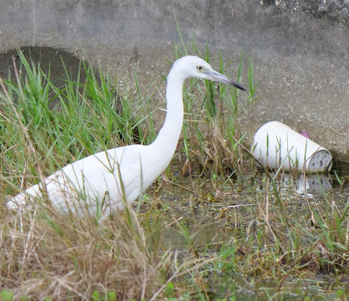 Little Blue Heron - Wayne  Sutherland