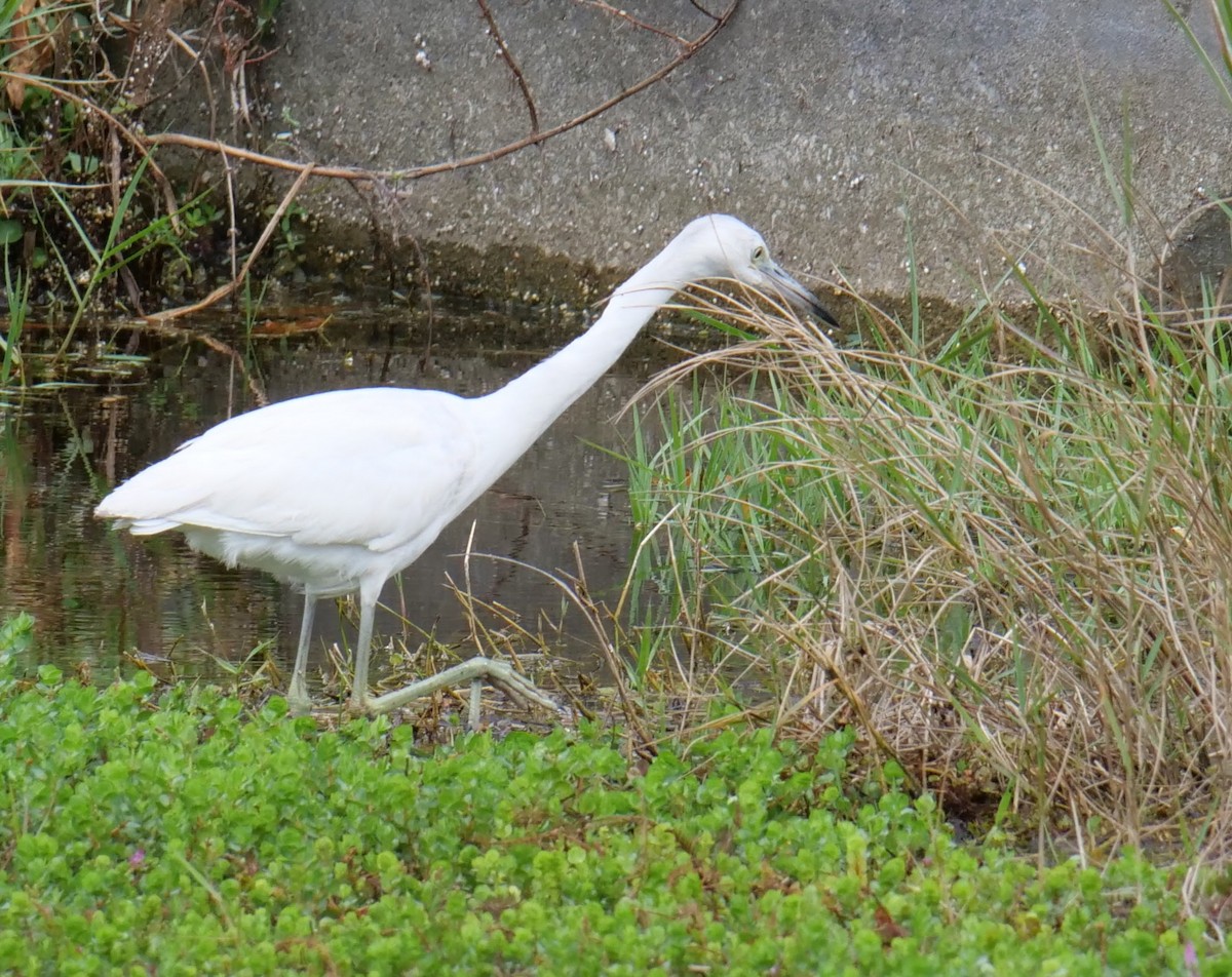 Little Blue Heron - Wayne  Sutherland