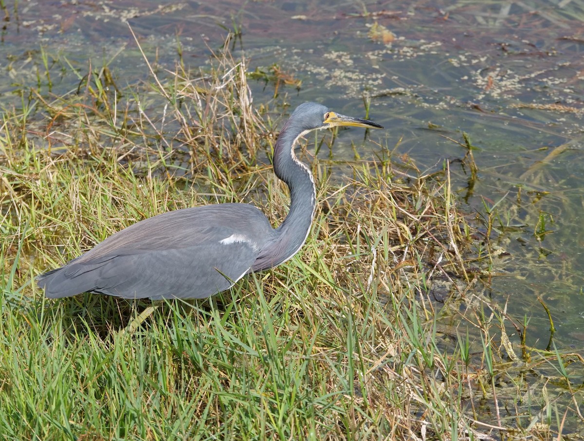 Tricolored Heron - ML200416521