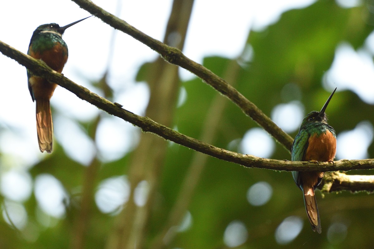 Rufous-tailed Jacamar - ML200416741