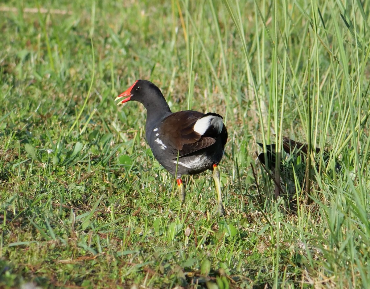 Common Gallinule - Wayne  Sutherland