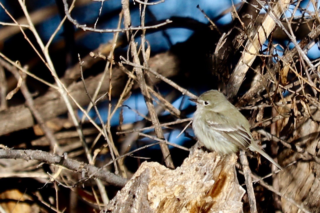 Gray Flycatcher - ML200417651